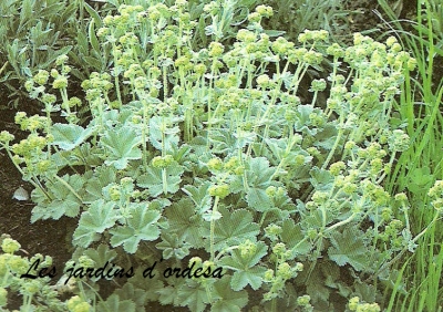 Alchemilla erytropoda
